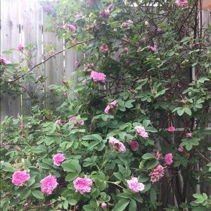 Meet your Posher, Thrifted Sisters